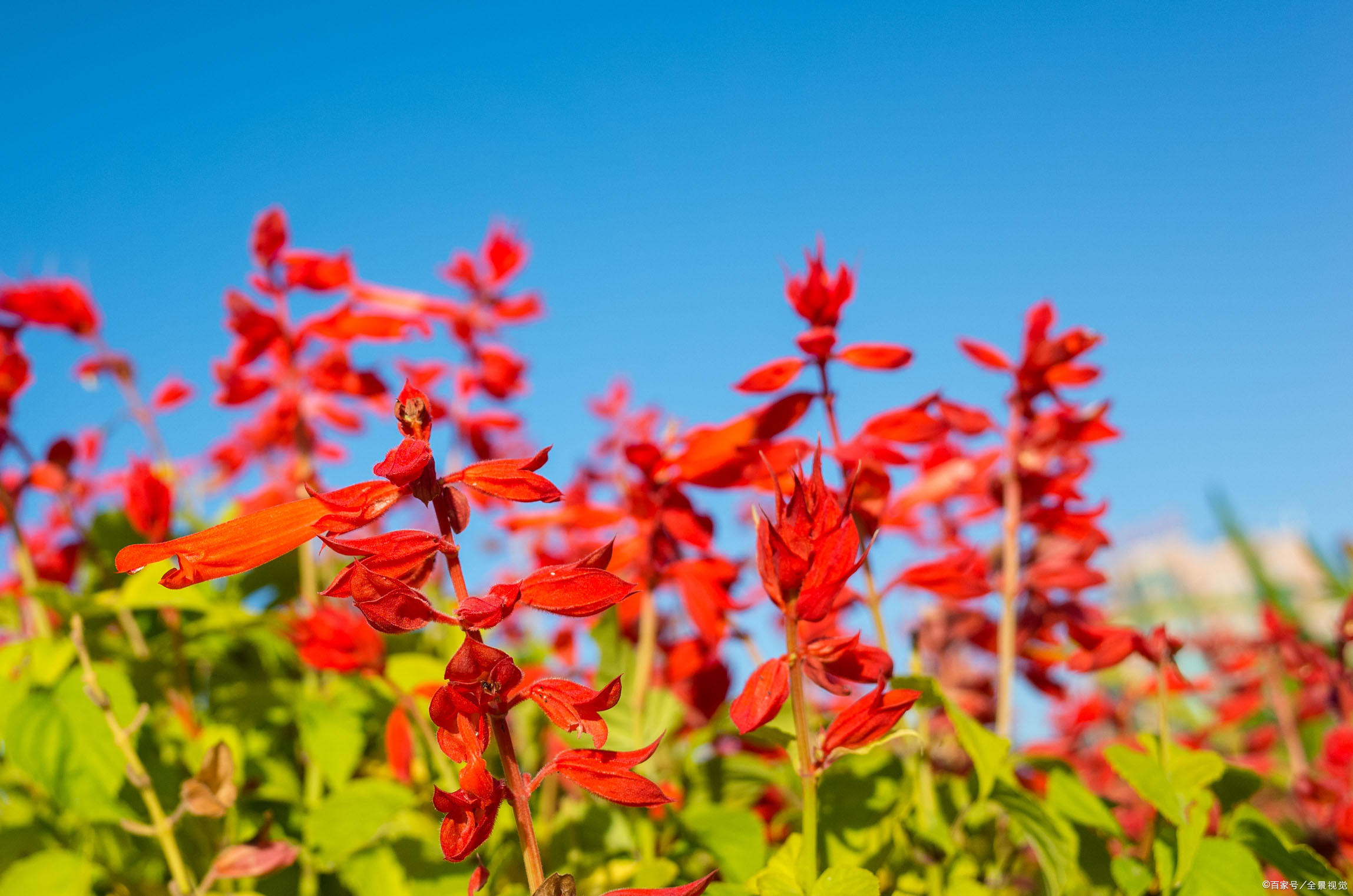 五一草花摆放的图片,春天常见的40种花图片