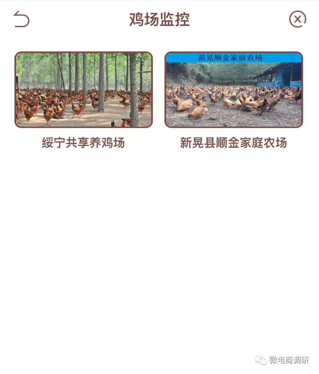 揭秘惠商在线“鸡玩”项目：在线养鸡，可年入百万？