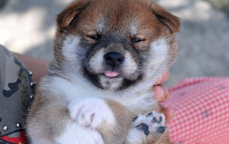 小柴犬不拉屎怎么办,柴犬挑食不喂它会一直不拉屎吗