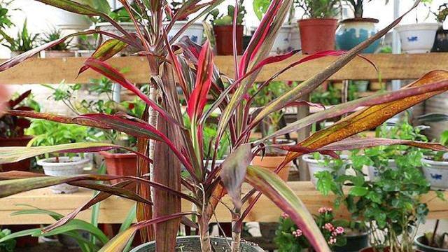 如何救活花卉,干枯的花木怎么救活