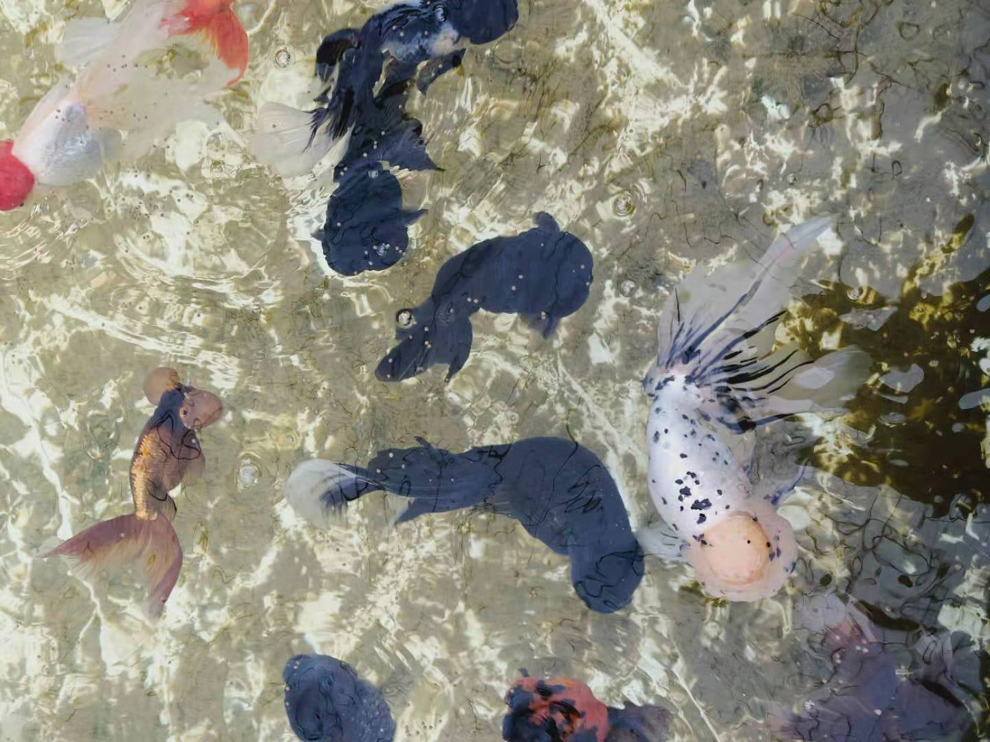 金鱼常见的几种疾病及治疗方法,金鱼生病升温多少度才能杀菌