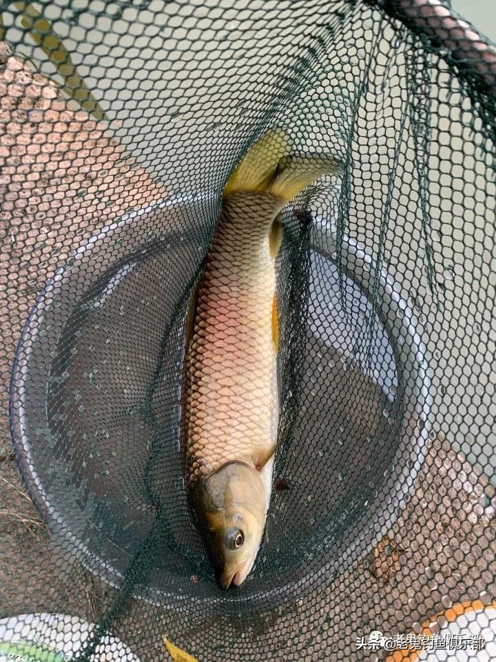 郭宅水库，老鬼“老三样”显神威