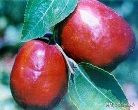 赞皇县特产美食,赞皇县城美食探店