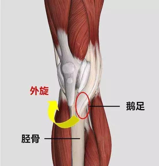 鹅足肌腱炎的治疗原理,鹅足肌腱炎的缓解手法