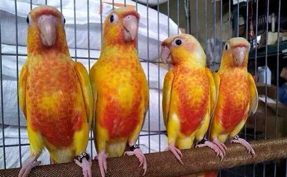 如何分辨小太阳鹦鹉的公母,小太阳鹦鹉如何区分公母