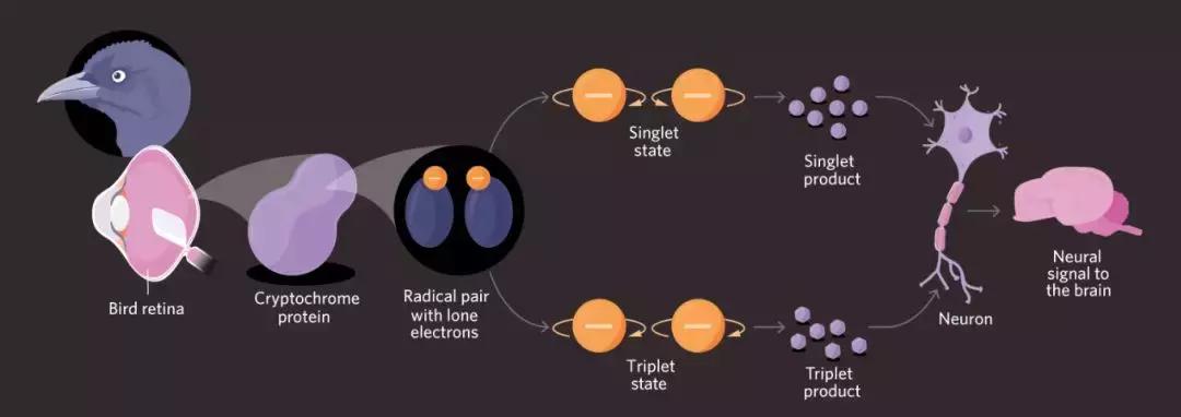 量子力学对生物的影响,可怕的量子生物学