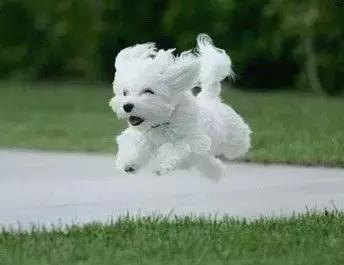 身价最高的狗,身价20亿的狗