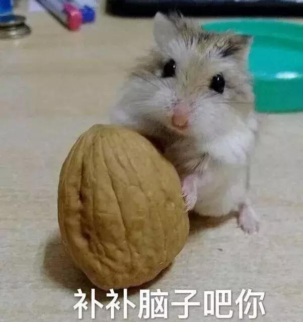 养仓第1步:如何挑选一只健康的仓鼠