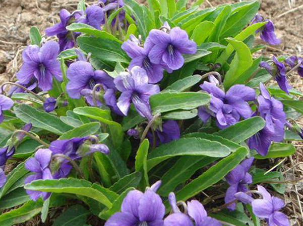 适合盆栽的四季开的野花,野花组合适合室外阳台盆栽