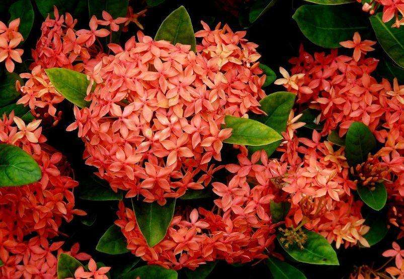 盘点世界各国国花你最喜欢哪种,盘点各国国花