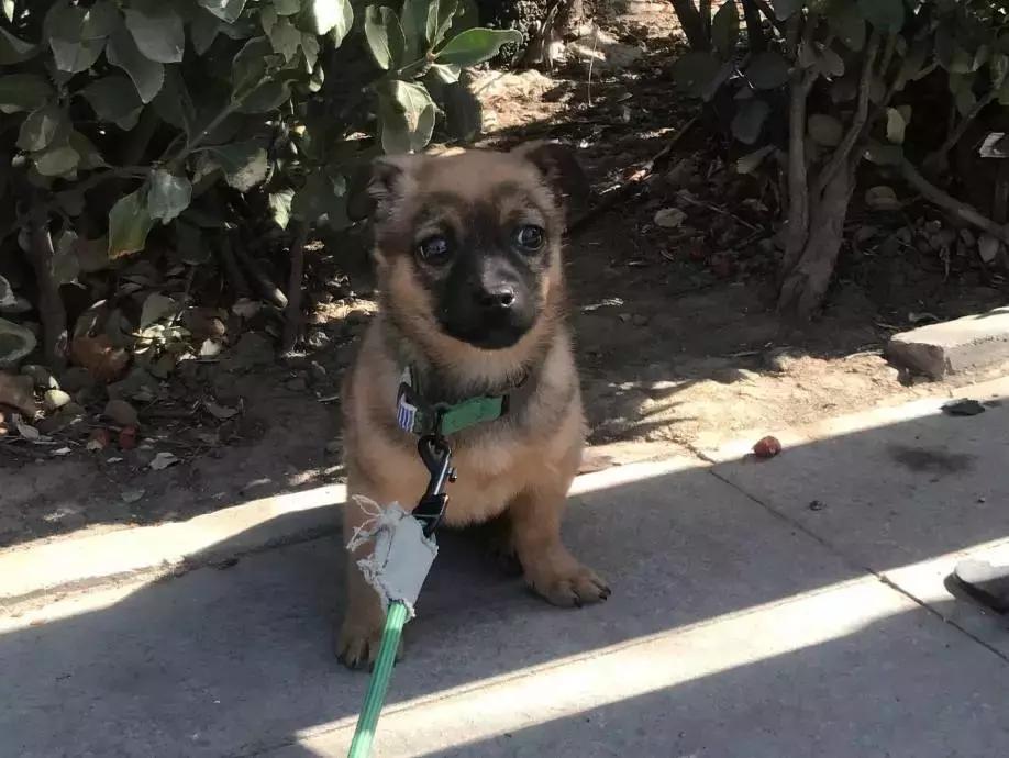 给它们一个家|线上宠物领养日,201903101