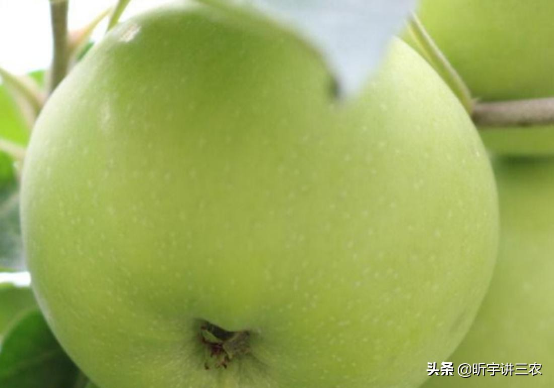 苹果树修剪一个人一天能修剪多少,大苹果树落叶修剪还是落叶前修剪