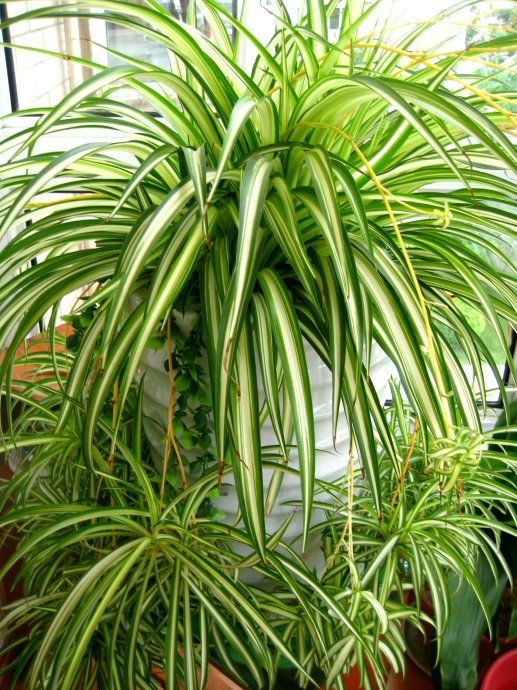 人养花花,人养花花养人哪些花养人