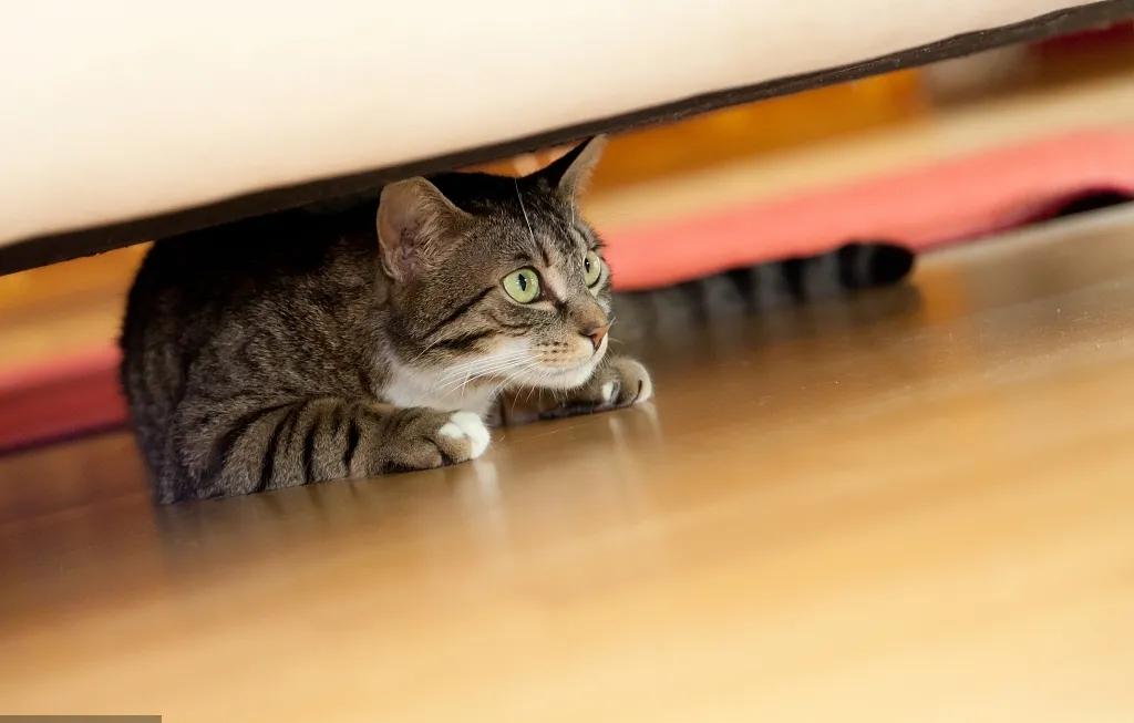 宠爱有家小说,宠爱有家猫粮怎么样