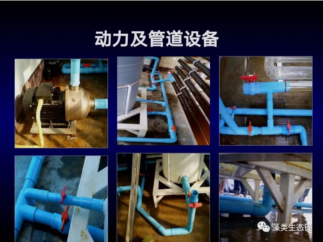 藻类培养课程视频教程,海南藻类生态链