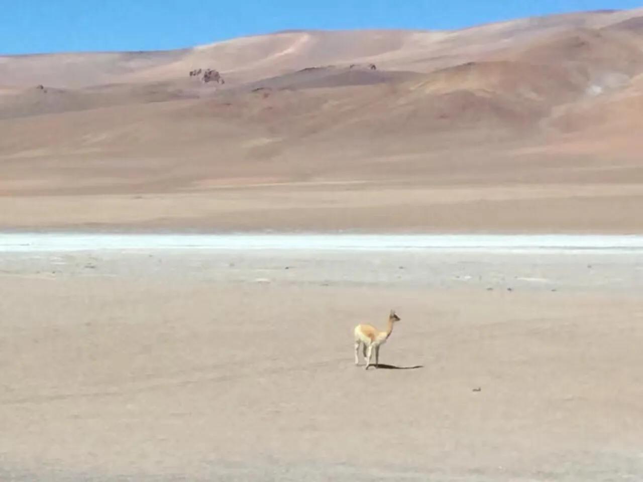 入境阿根廷注意事项,去南美洲阿根廷