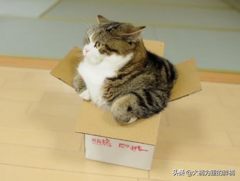 猫咪最近喜欢咬塑料袋是什么原因,猫咪为什么会咬装猫粮的袋子