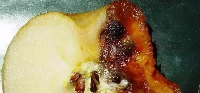 苹果树病虫害防治视频,苹果树病虫害全年防治大全