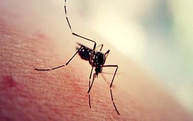 猪皮肤没有出血还可能是血虫病吗,什么虫子可以引起猪皮肤出血