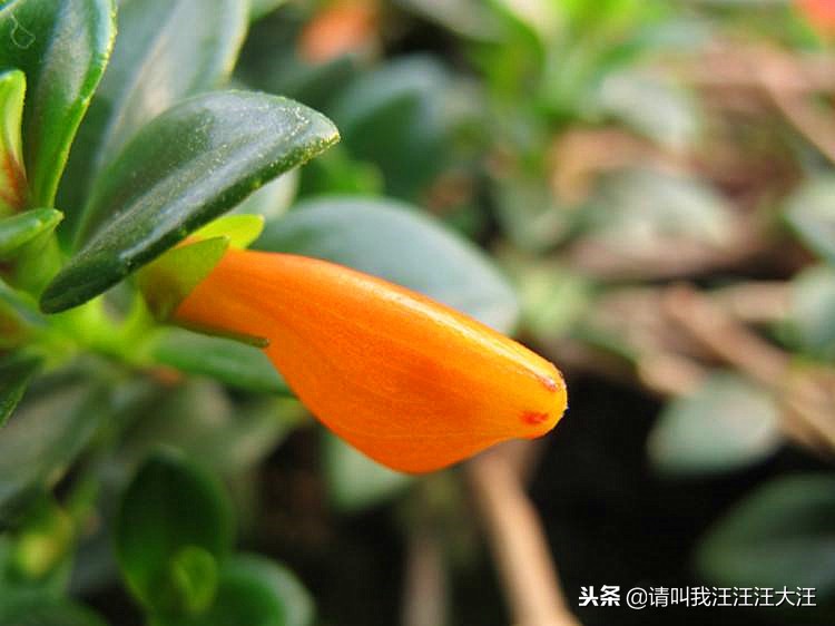 新手养花冬天的金鱼吊兰怎么养,金鱼吊兰养护方法图片