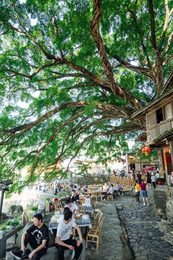 福建云水谣古村,福建云水谣古镇榕树