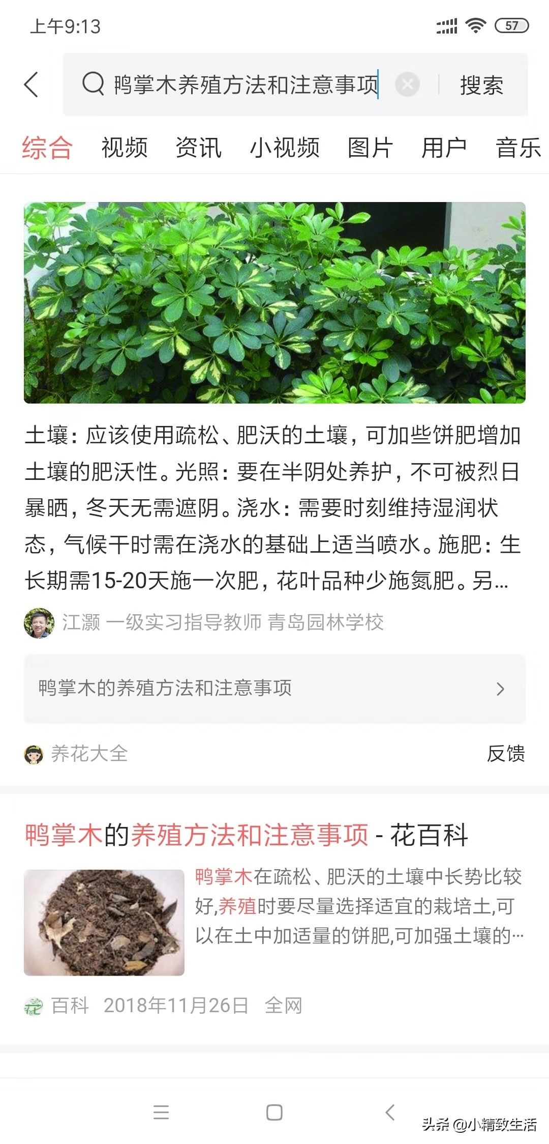 八方来财的养殖方法客厅能养不,八方来财怎么养才能枝繁叶茂