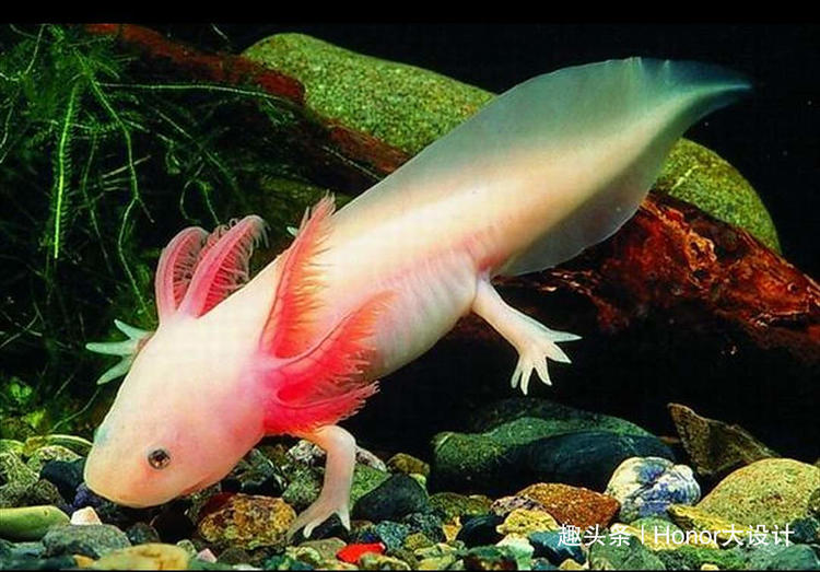 世界上最胖的六角恐龙,最罕见的蓝色六角恐龙