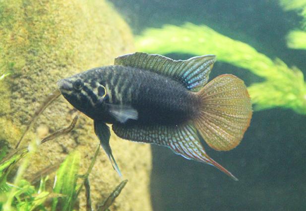 圆尾斗鱼能和泰国斗鱼杂交吗,圆尾斗鱼观赏鱼