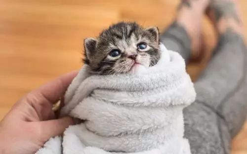 猫咪生病可以服用人吃的抗生素吗,猫咪生病是先吃益生菌还是葡萄糖