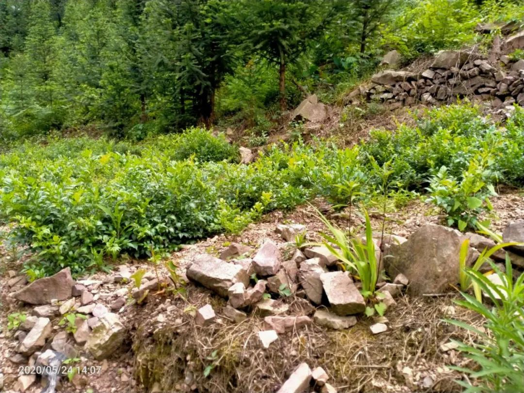 张家界的莓茶酥,张家界的莓茶是什么植物