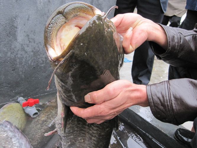 夏季钓鱼用的鱼线怎么选,钓鱼技巧鱼线的选购