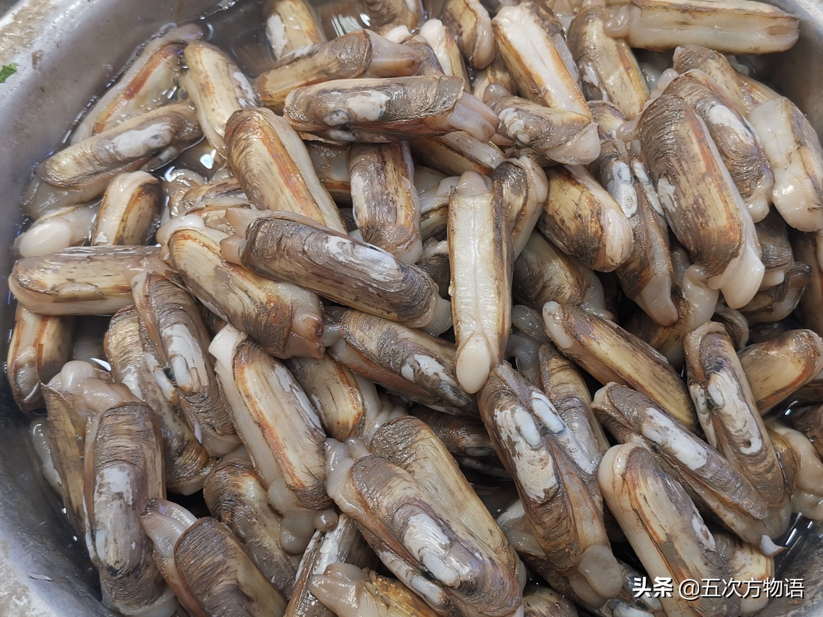 好吃的贝类品种大全,青岛贝类海鲜有哪些品种