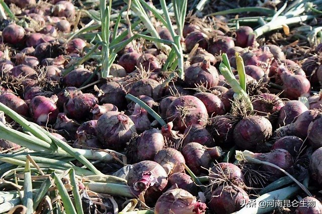 洋葱死苗烂根,洋葱烂根怎么治疗