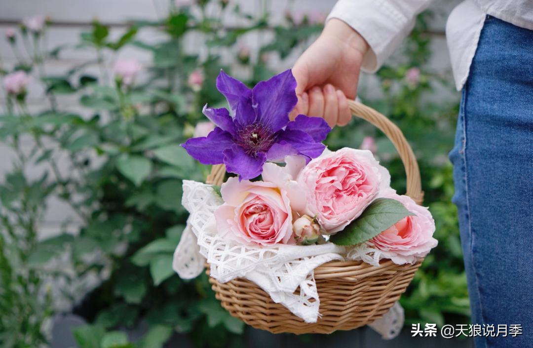 如何打造四季开花的花园,如何打造四季都有花的花园