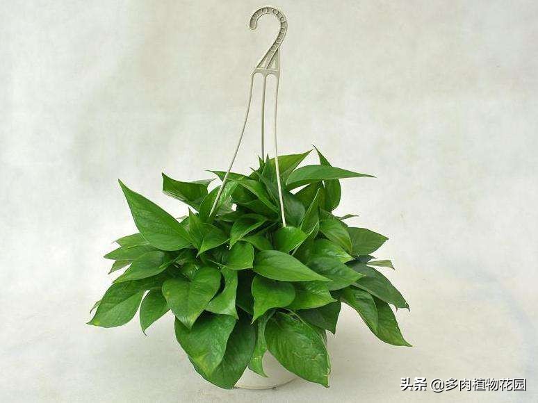 绿萝老是养死是什么原因 (绿萝养护要注意哪几个方面)