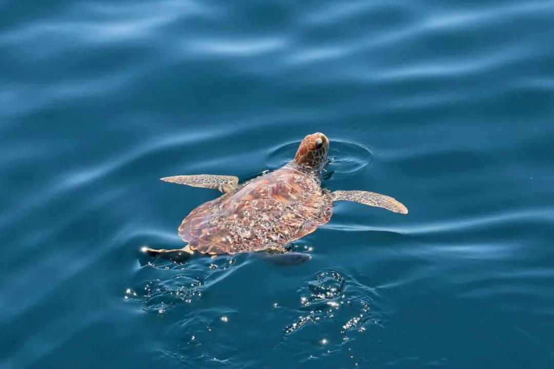 非法出售海砂定罪,非法交易乌龟案