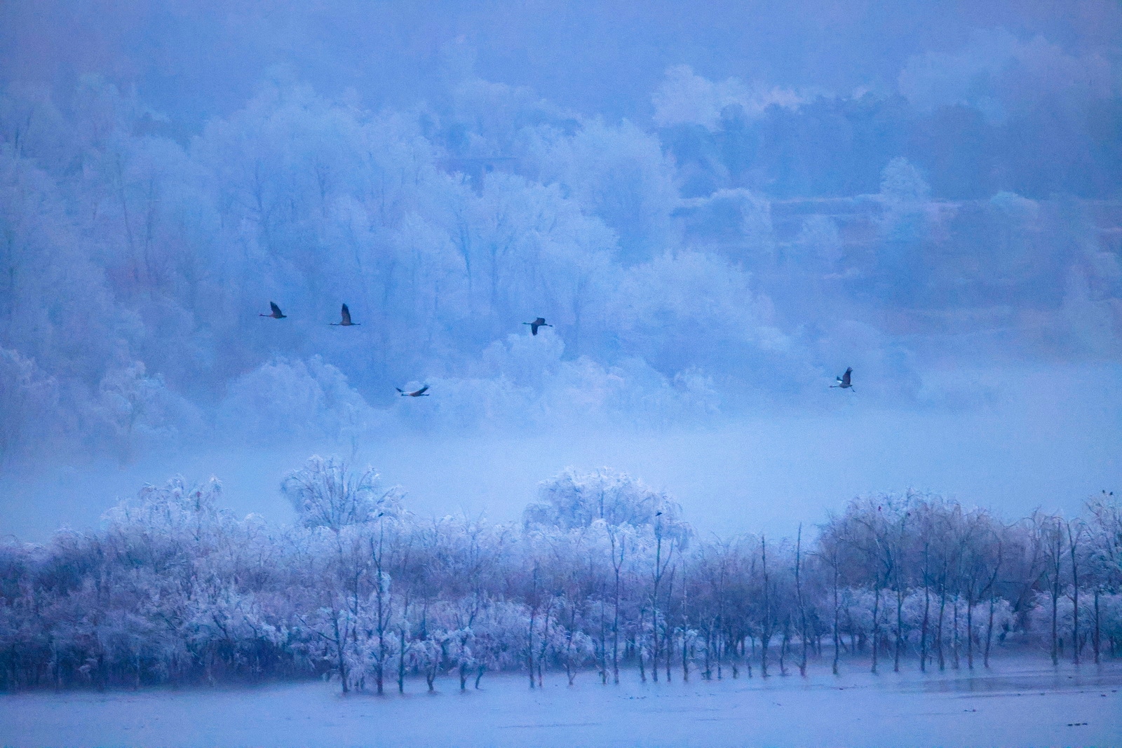 eosr5拍鸟体验,eosr5摄影与视频拍摄技巧大全