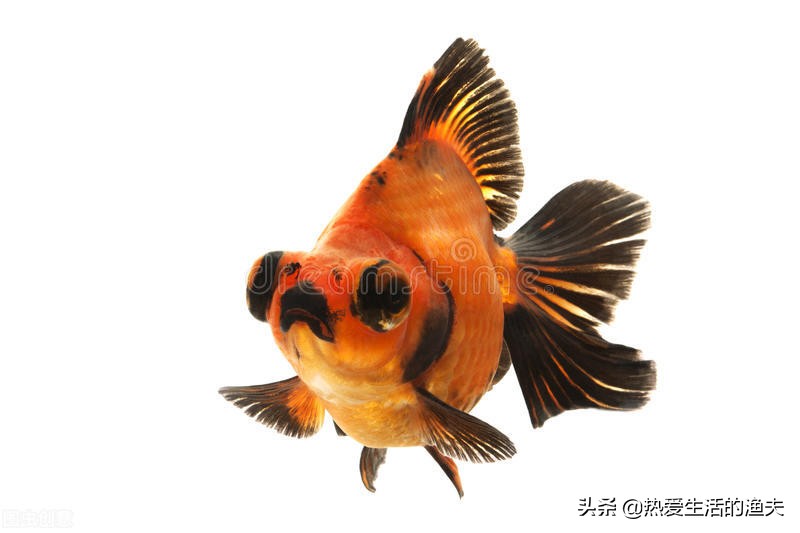 金鱼怎么投喂饲料好养,小金鱼怎么养成大金鱼