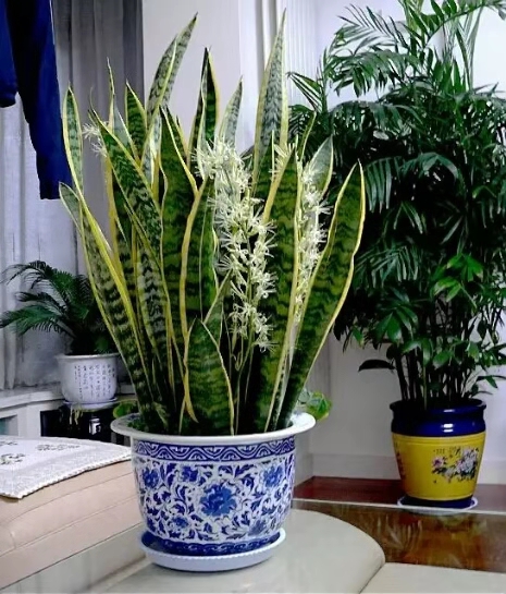 虎皮兰银脉能吸甲醛吗,金边虎皮兰吸收甲醛吗