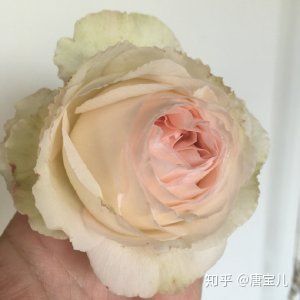 如何提升花种成活率,花种种植生活小技巧