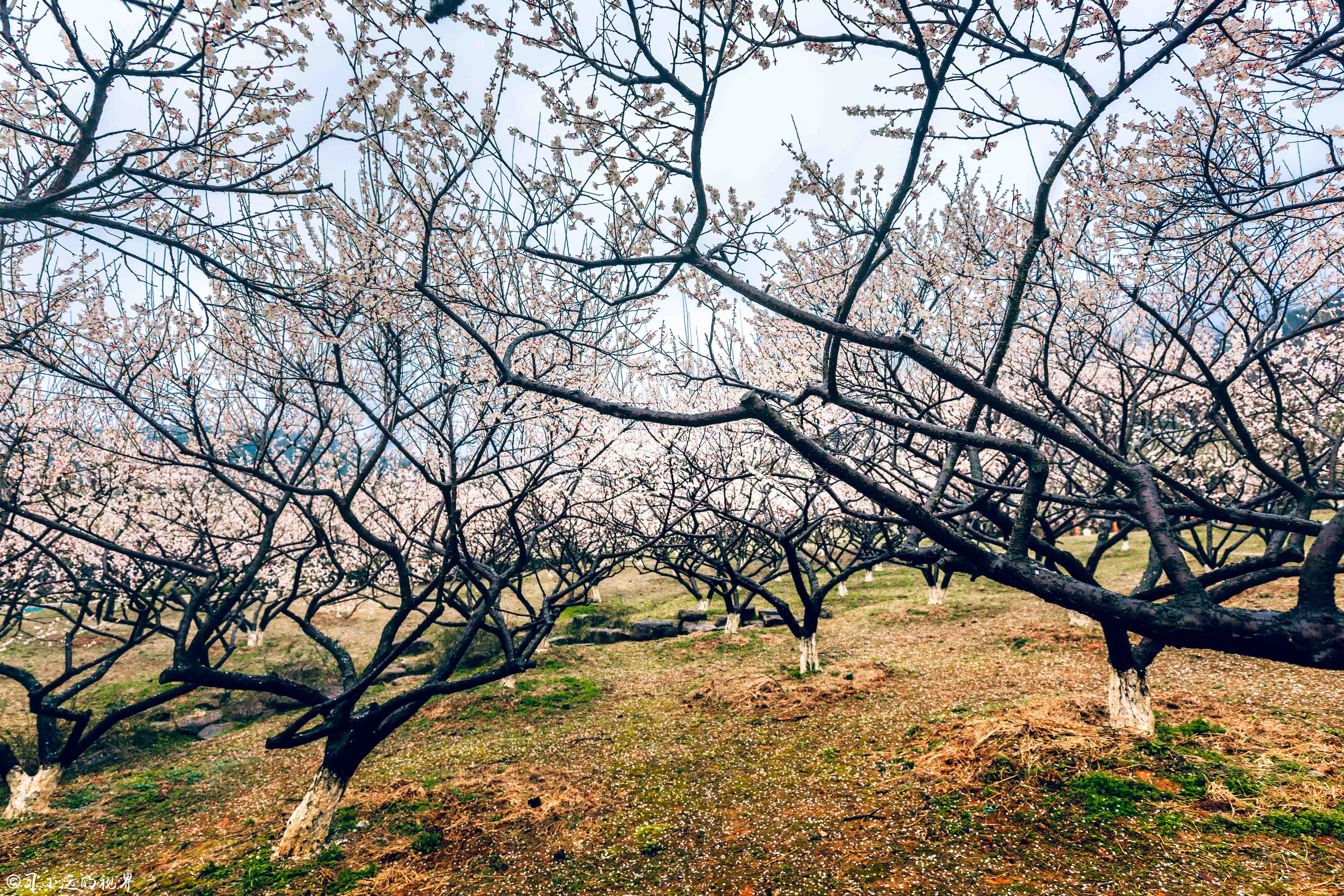 这个藏于梅花深处的幽静山庄，让你抛却繁杂，静享浮光