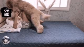 泰迪到几岁不闹腾了呢,泰迪只能长到五六斤吗