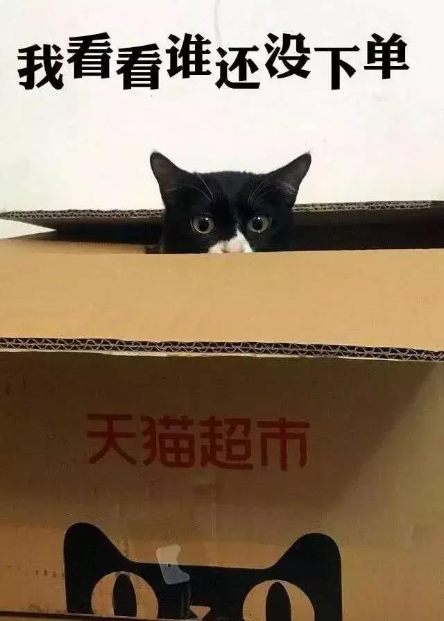 脑子一热养猫后悔怎么办,养猫后悔的原因有哪些