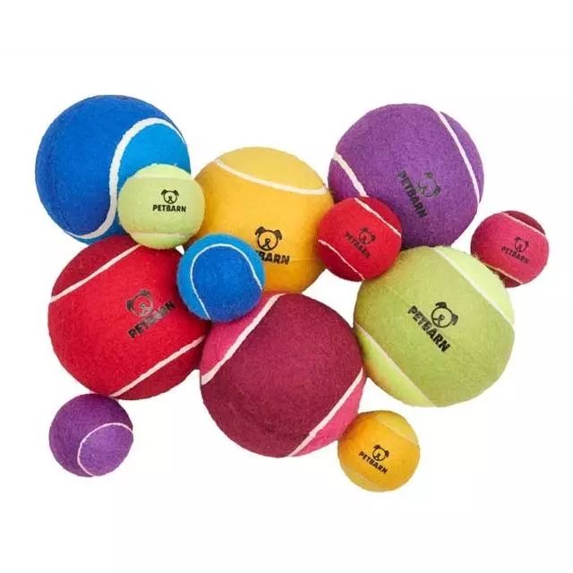 金毛适合玩什么玩具,可以给幼犬金毛买什么玩具