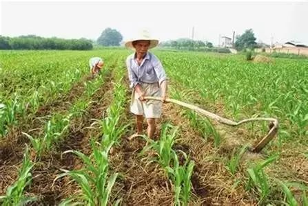 怎么预防玉米苗期病虫害,玉米苗期虫害防治方法