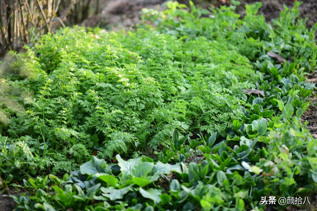 零下9度来袭，花园里的绿色是那么动人|园丁