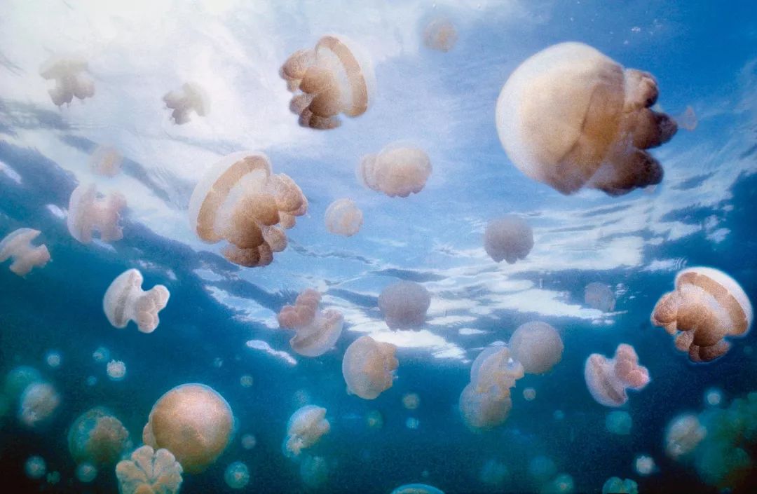 100座世界超美海岛，有你喜欢的吗？