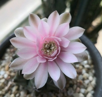 148个仙人球品种大全,100个仙人球品种