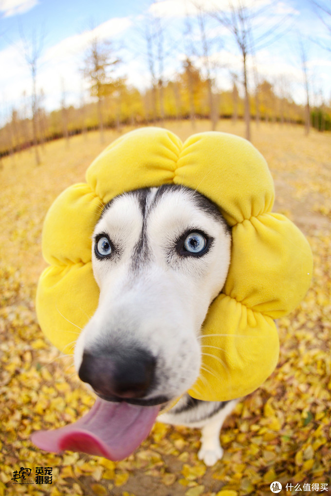 一次创世纪的生活体验—记哈士奇当妈妈