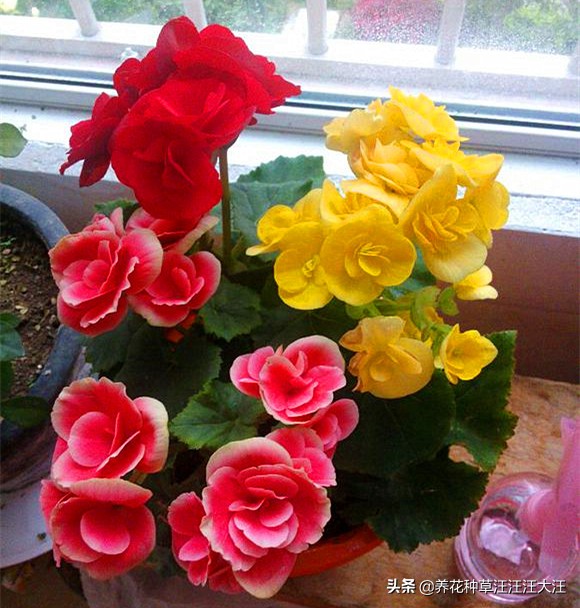 丽格海棠怎么养长得高开花多,丽格海棠开的花越来越小